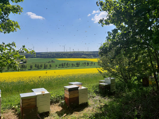 Das Bienengesundheitszeugnis: Ein Schlüssel zur Überwachung der Bienengesundheit